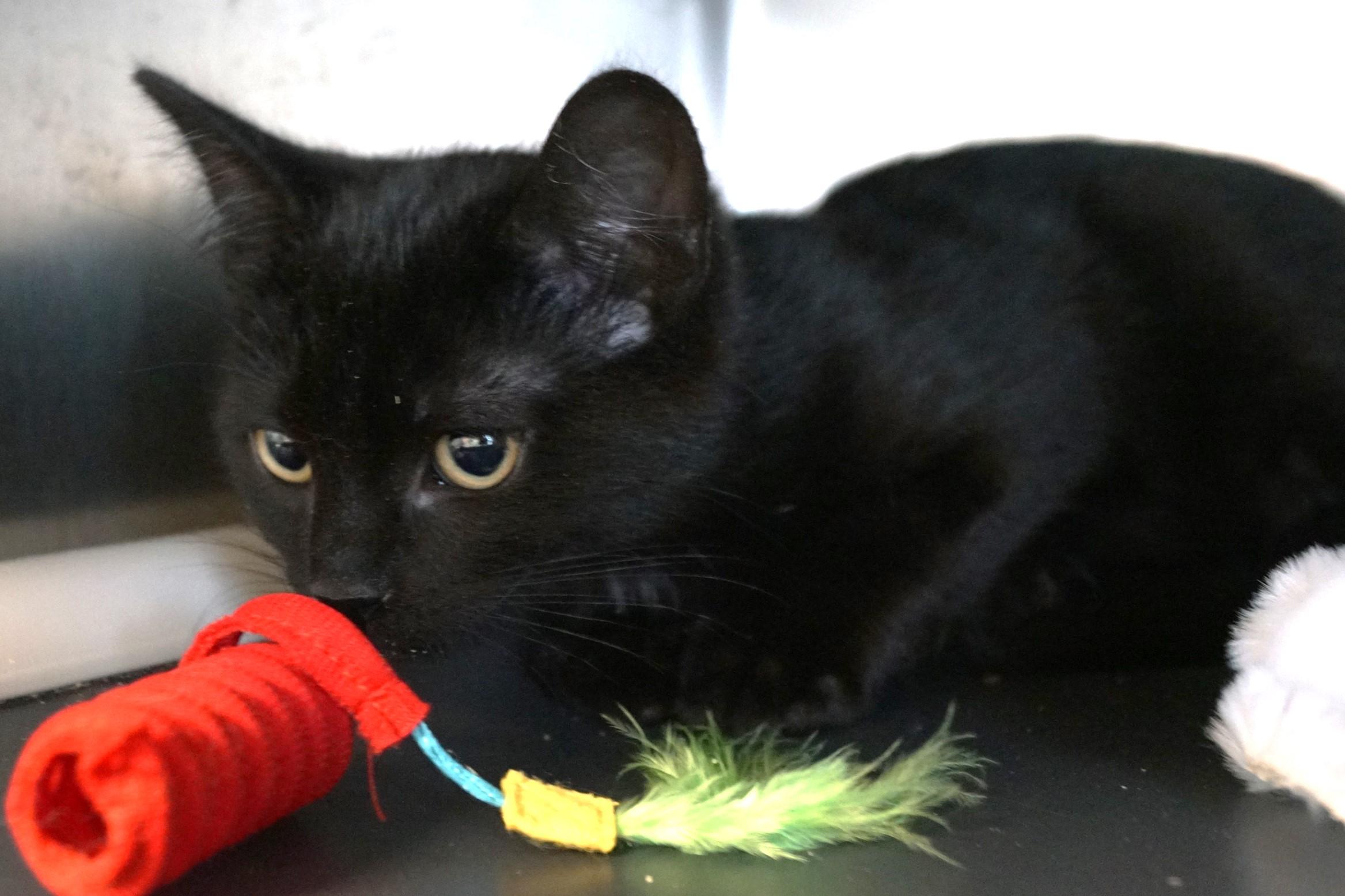 Kitten 25-9 B