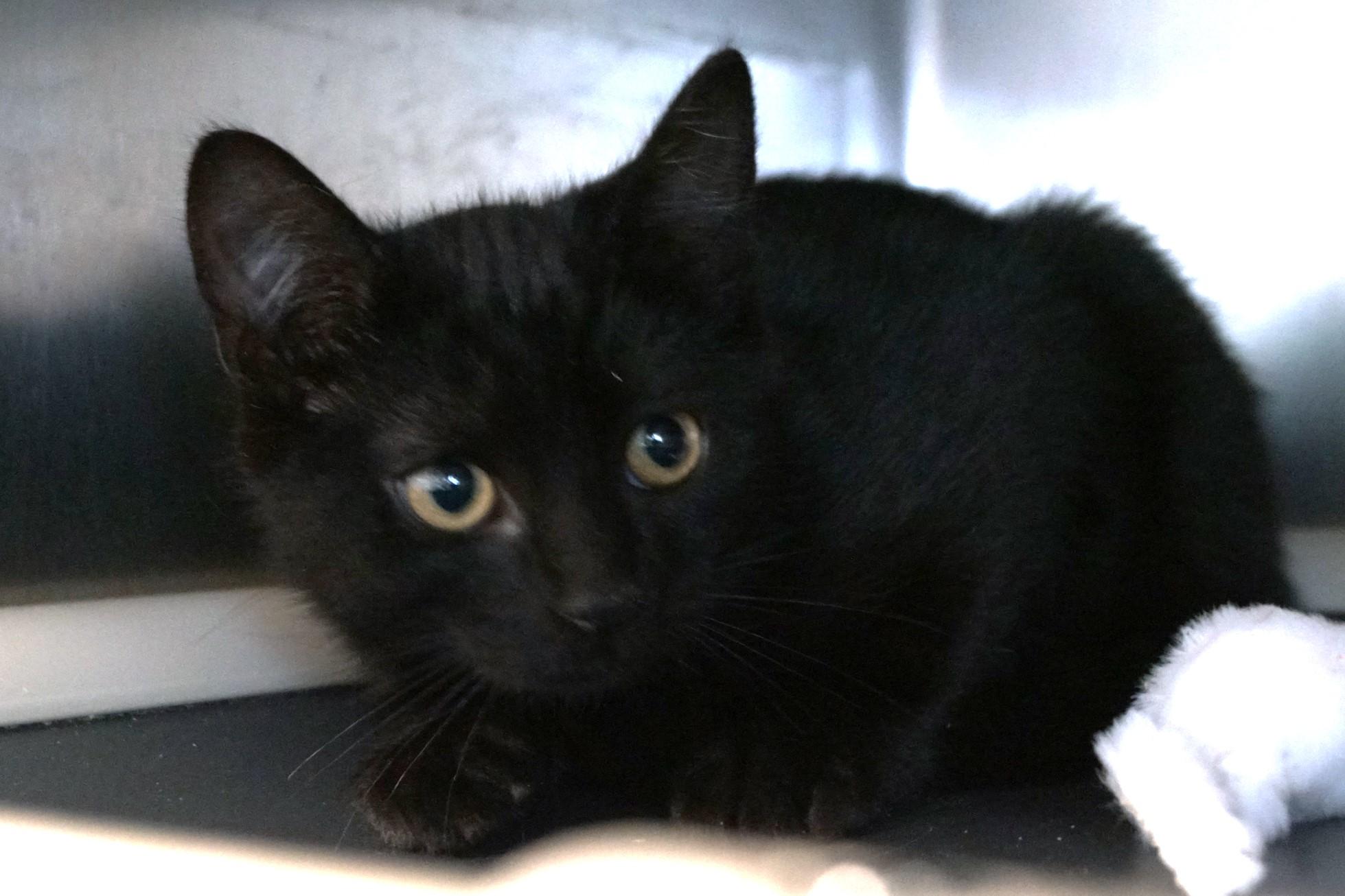 Kitten 25-9 B