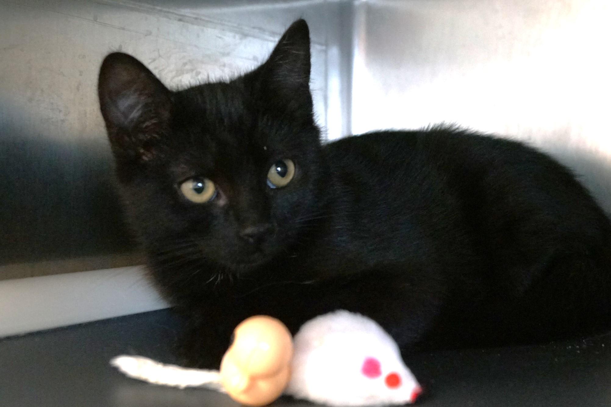 Kitten 25-9 B