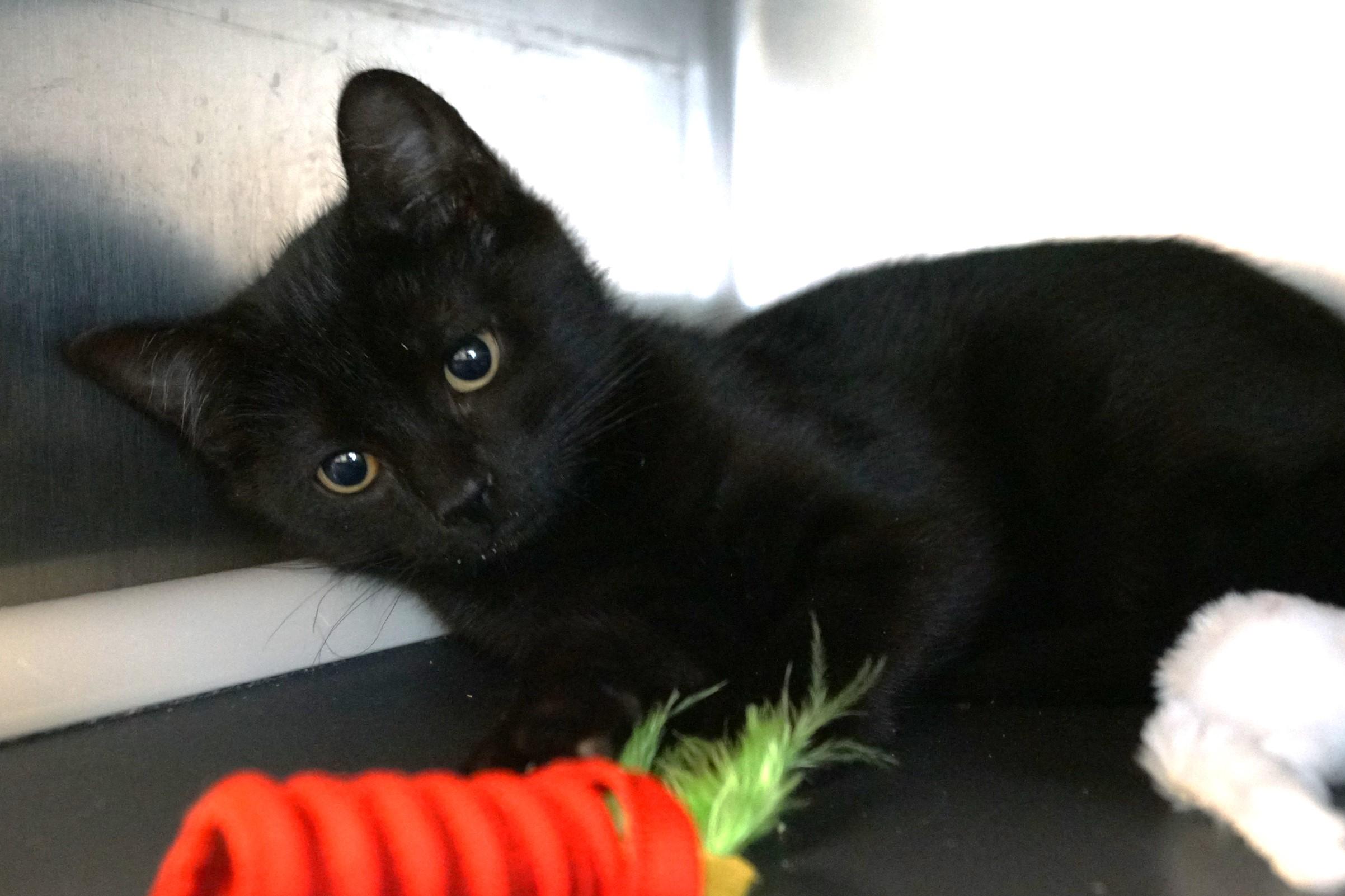 Kitten 25-9 B