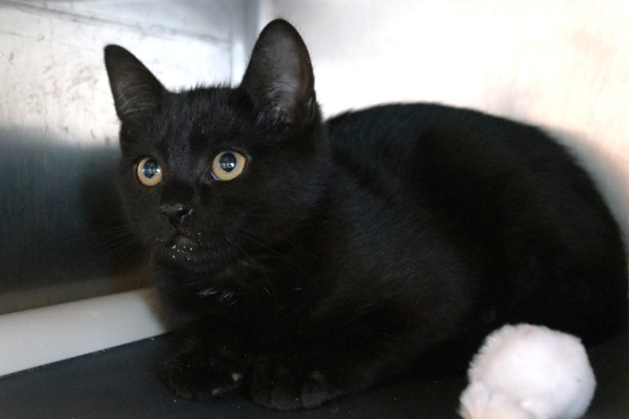 Kitten 25-9 B