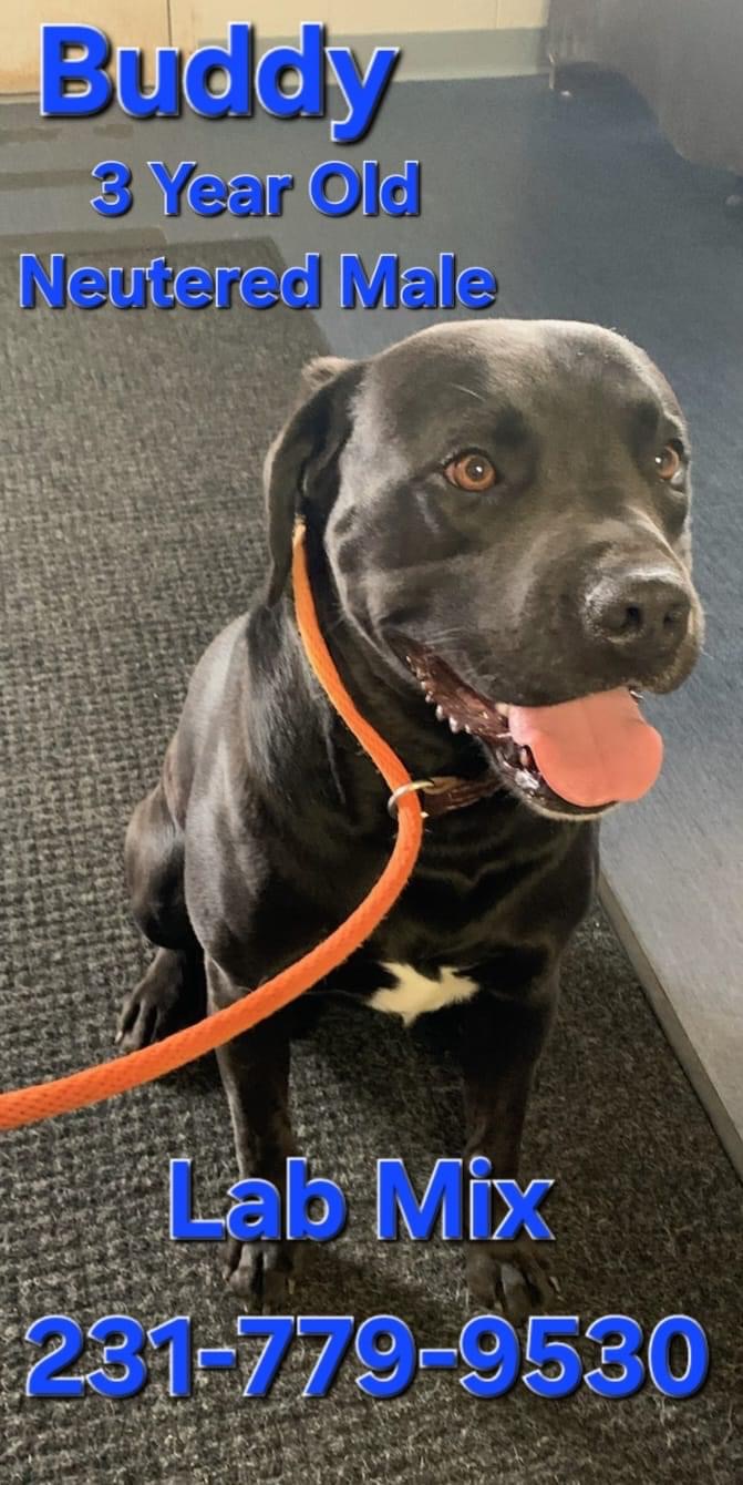 Dogs at Wexford County Animal Shelter Shelter Animal