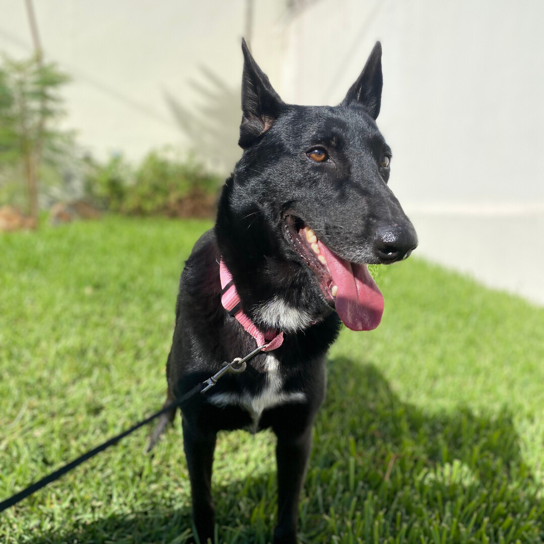 Dog for adoption Lucero, a German Shepherd Dog & Black Labrador