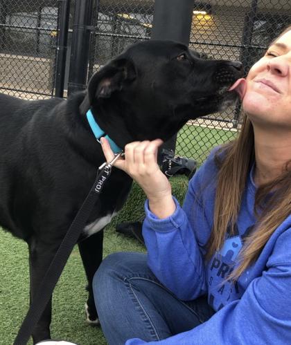 Fratelli, a Adoptable mixed breed in Kansas City, MO image 1/3