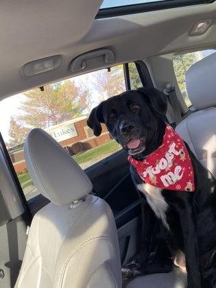 Fratelli, a Adoptable mixed breed in Kansas City, MO image 3/3