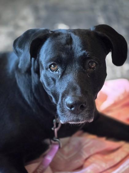 Fratelli, a Adoptable mixed breed in Kansas City, MO image 3/3