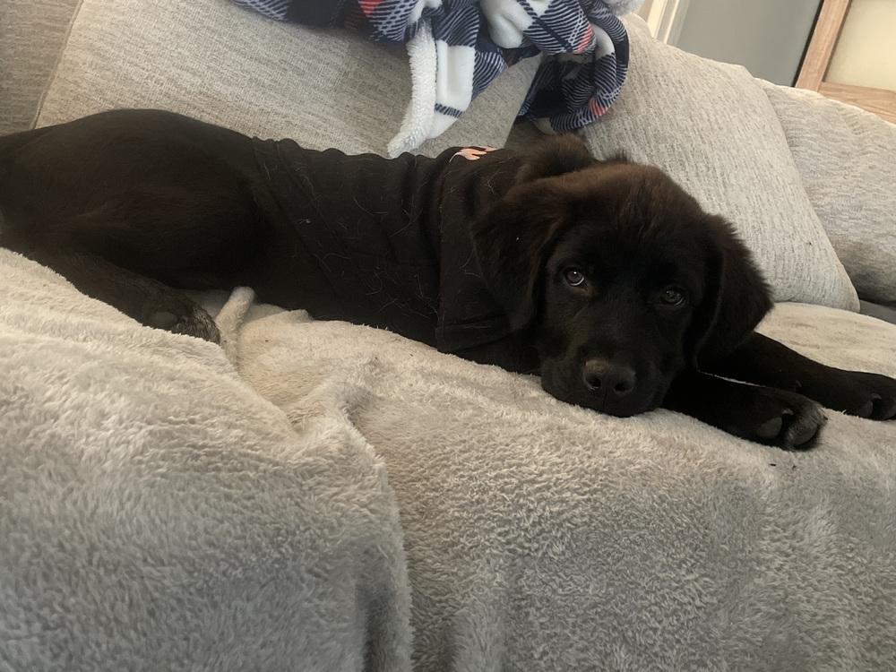 Greg, Adopted, Puppy Male Great Pyrenees & Labrador Retriever.