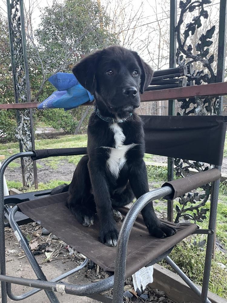 Enlarge Greg, a Adopted mixed breed in Richardson, TX image 2/6