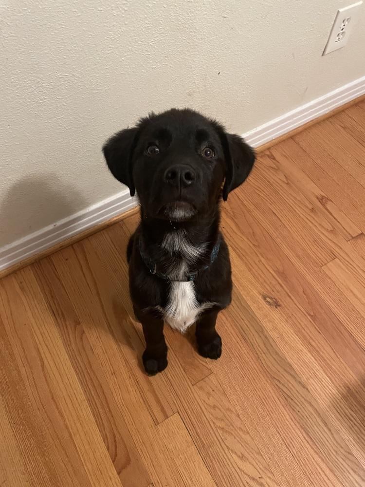 Enlarge Greg, a Adopted mixed breed in Richardson, TX image 3/6