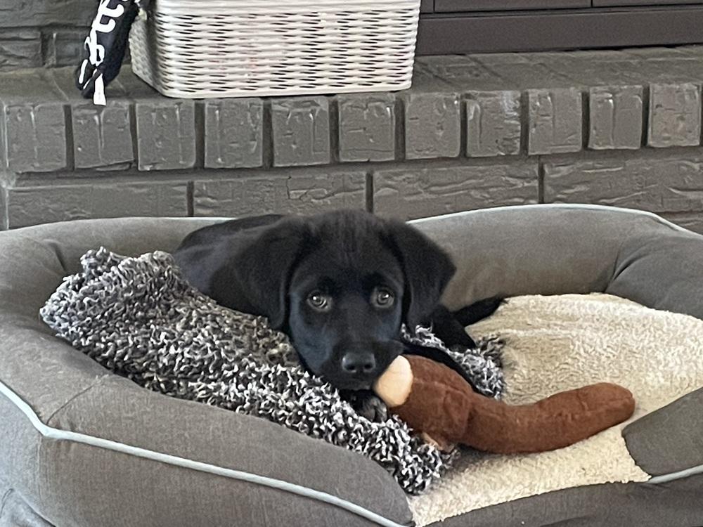 Enlarge Greg, a Adopted mixed breed in Richardson, TX image 4/6