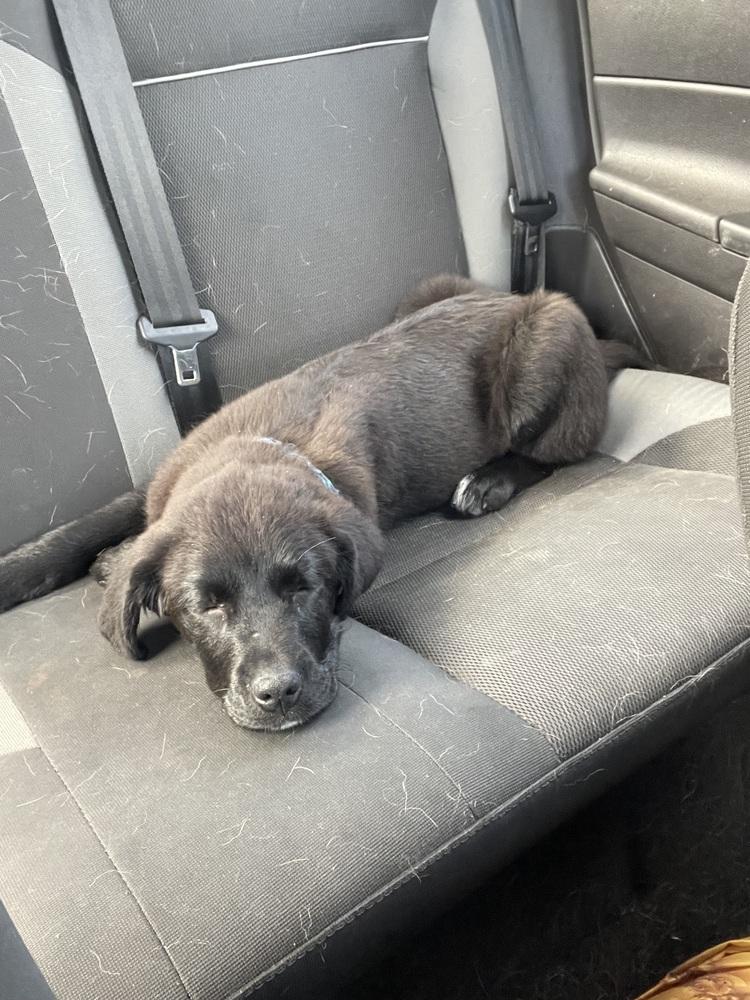 Enlarge Greg, a Adopted mixed breed in Richardson, TX image 5/6