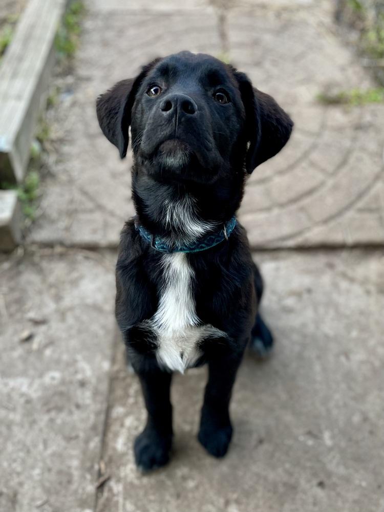 Enlarge Greg, a Adopted mixed breed in Richardson, TX image 6/6