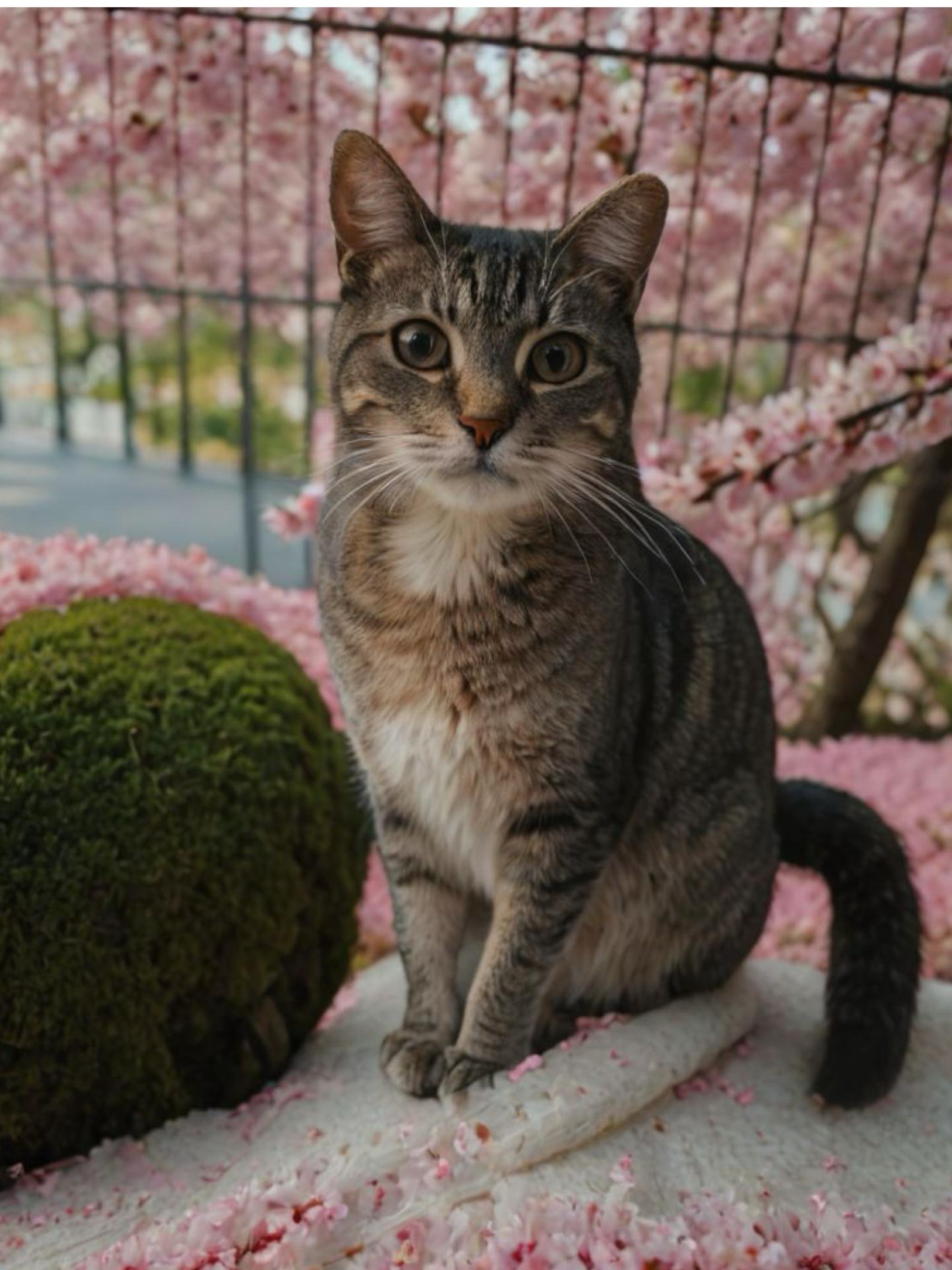 Toby and Tony, Adoptable, Young Male Domestic Short Hair.