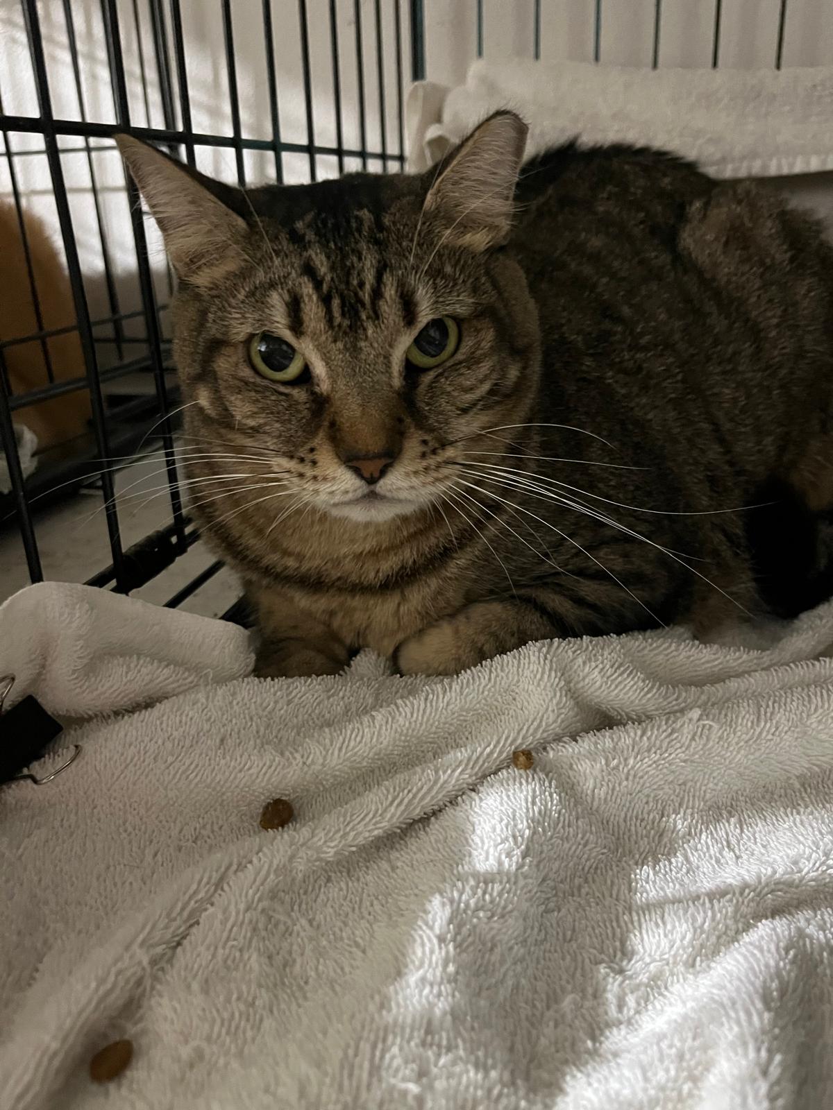 Toby and Tony, a Adoptable Domestic Short Hair in Parkland, FL image 2/3