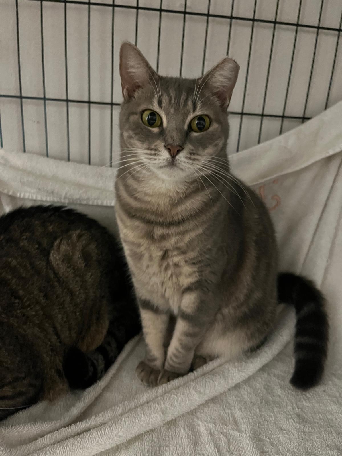 Toby and Tony, a Adoptable Domestic Short Hair in Parkland, FL image 3/3