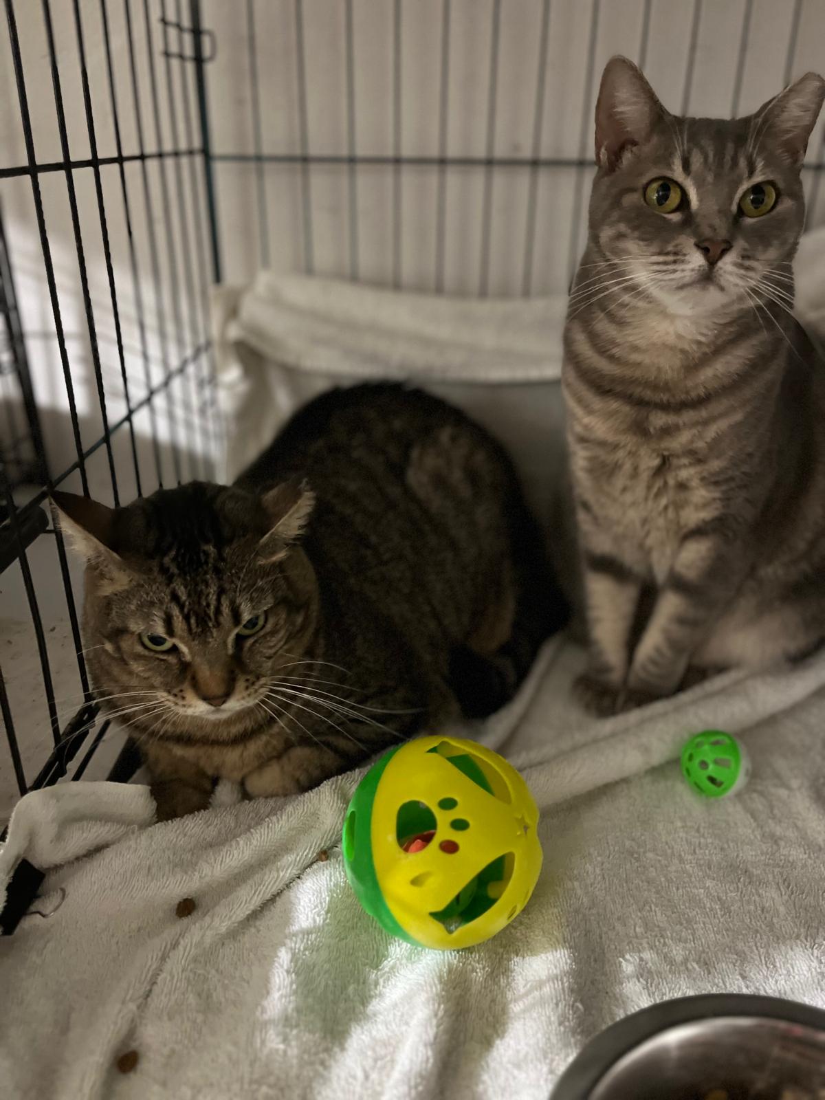 Toby and Tony, a Adoptable Domestic Short Hair in Parkland, FL image 1/3
