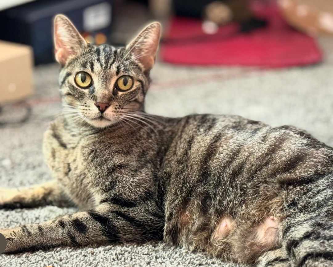 Quincy, Adoptable, Adult Female Tabby.