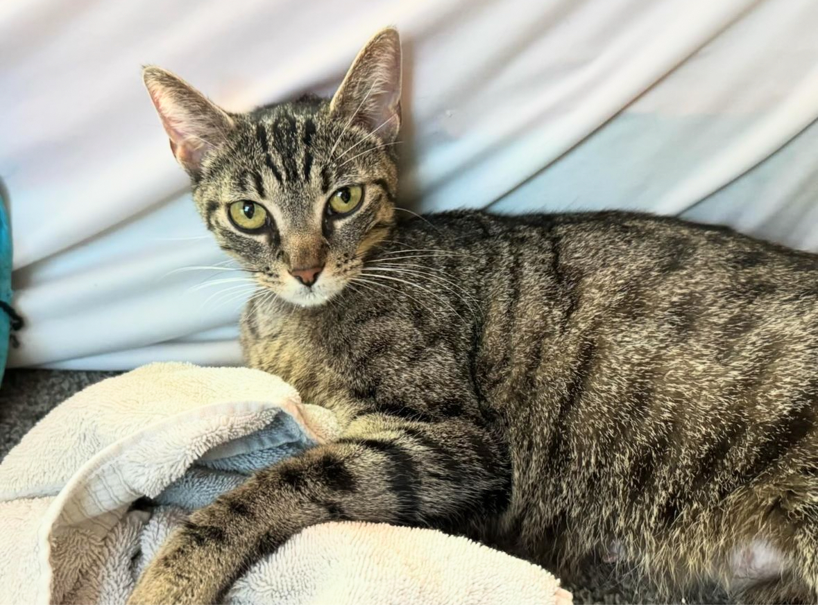 Enlarge Quincy, a Adoptable Tabby in Santa Monica, CA image 2/4