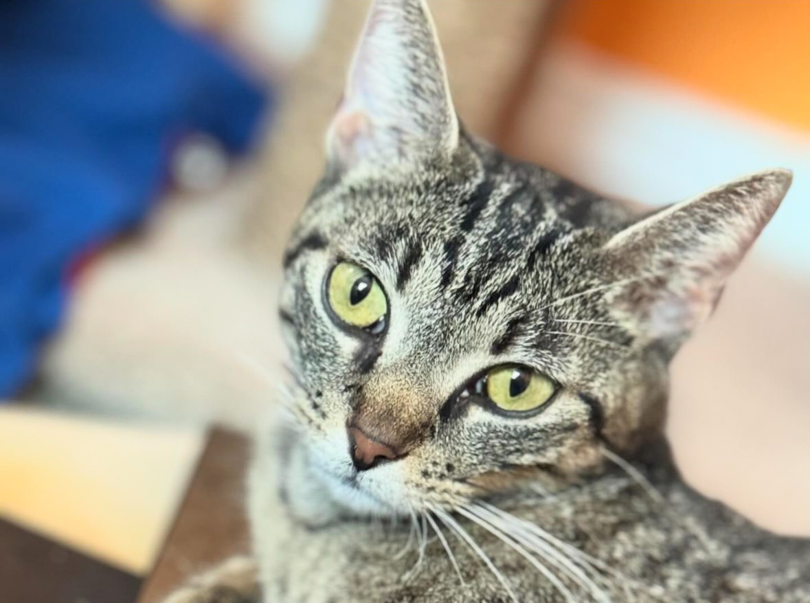 Enlarge Quincy, a Adoptable Tabby in Santa Monica, CA image 4/4