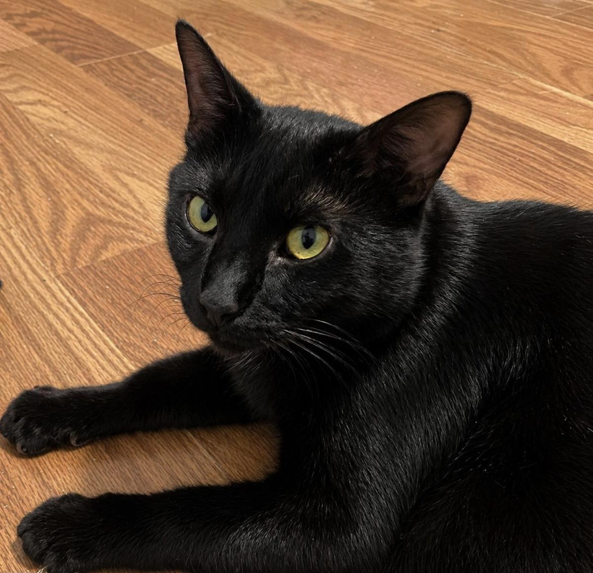Maximus Burke, Adoptable, Adult Male Domestic Short Hair.