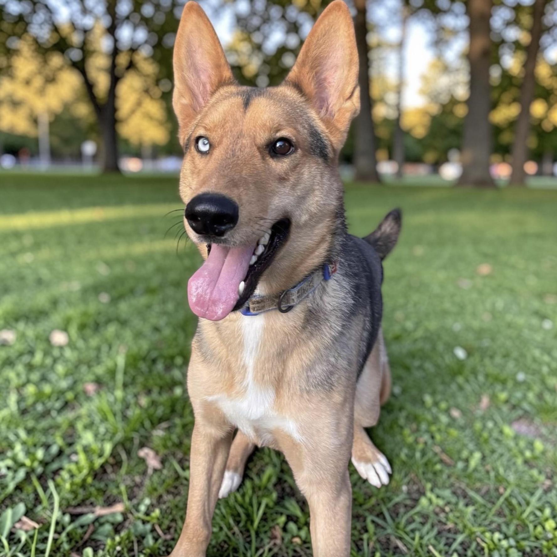 Caesar — thumbnail 4