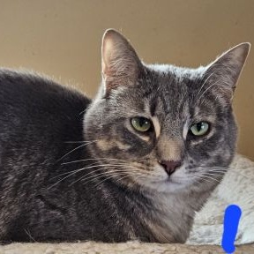 Mochi, Adoptable, Adult Male Domestic Short Hair.
