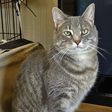 Mochi, a Adoptable Domestic Short Hair in Lenhartsville, PA image 2/2