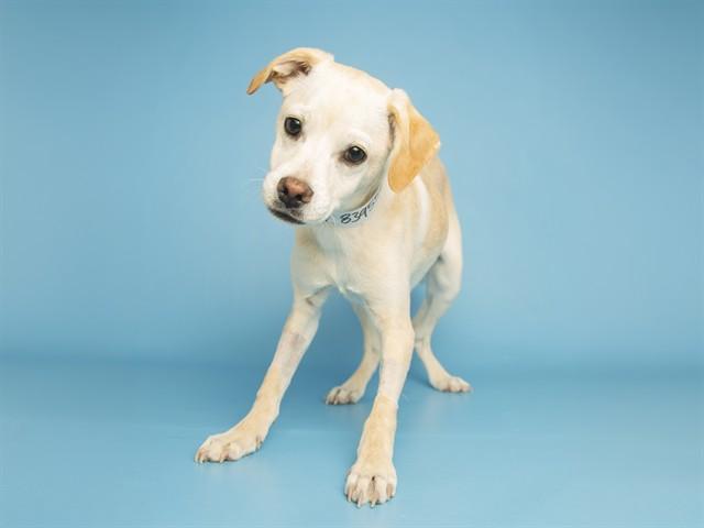 Enlarge JOEY, a Adoptable Chihuahua in Phoenix, AZ image 1/1