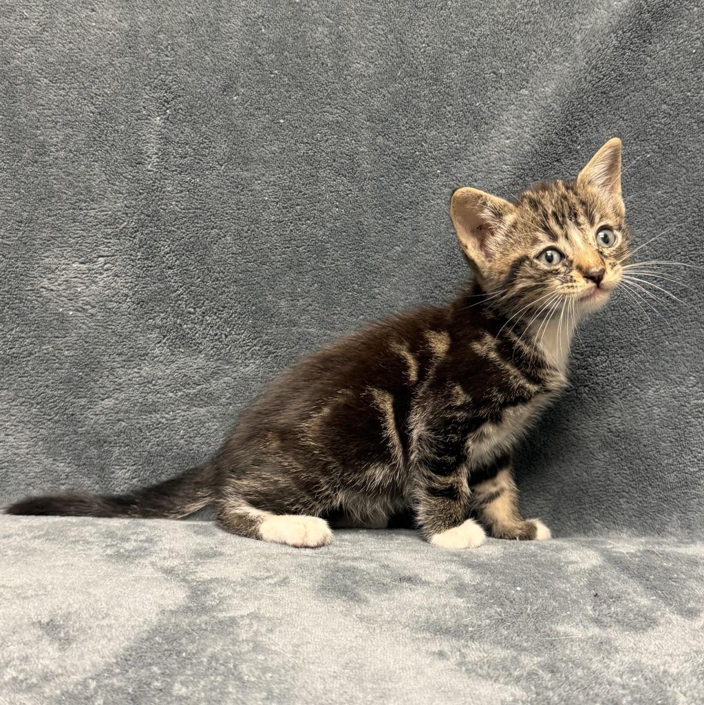 Tott, a Adoptable mixed breed in Brenham, TX image 2/6
