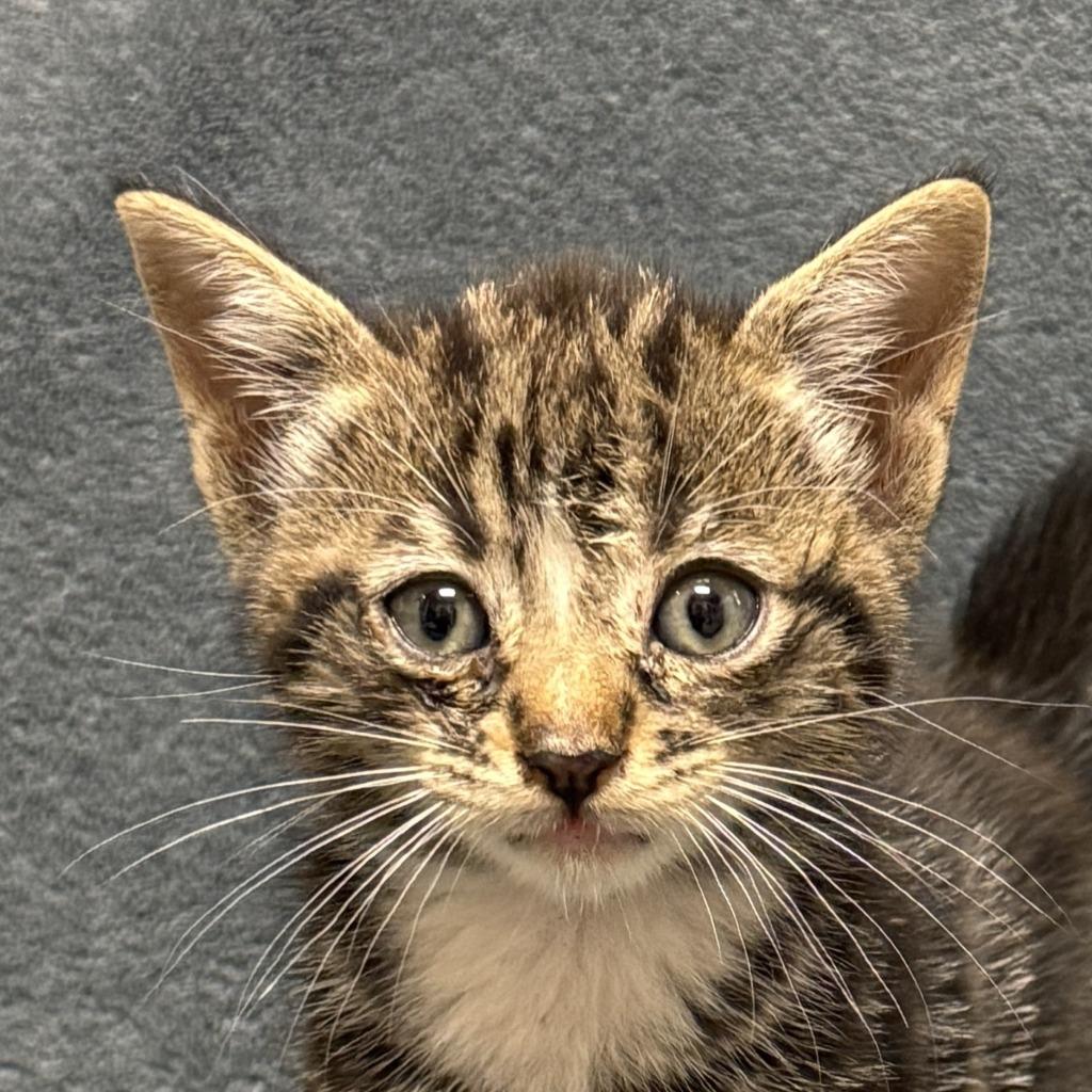 Tott, Adoptable, Kitten Male Domestic Short Hair.