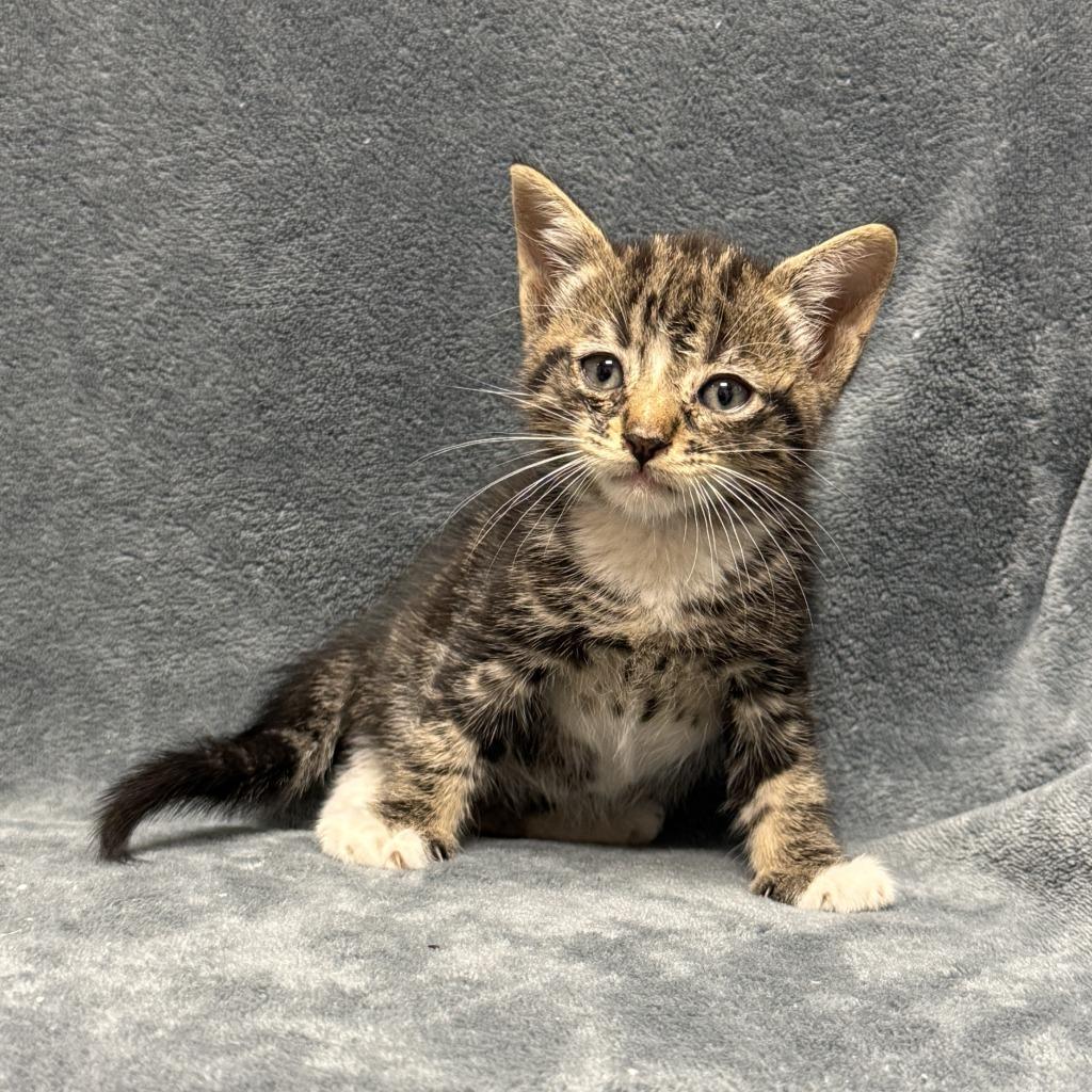 Tott, a Adoptable mixed breed in Brenham, TX image 3/6