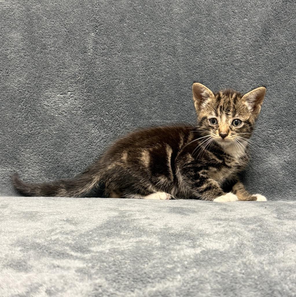 Tott, a Adoptable mixed breed in Brenham, TX image 4/6