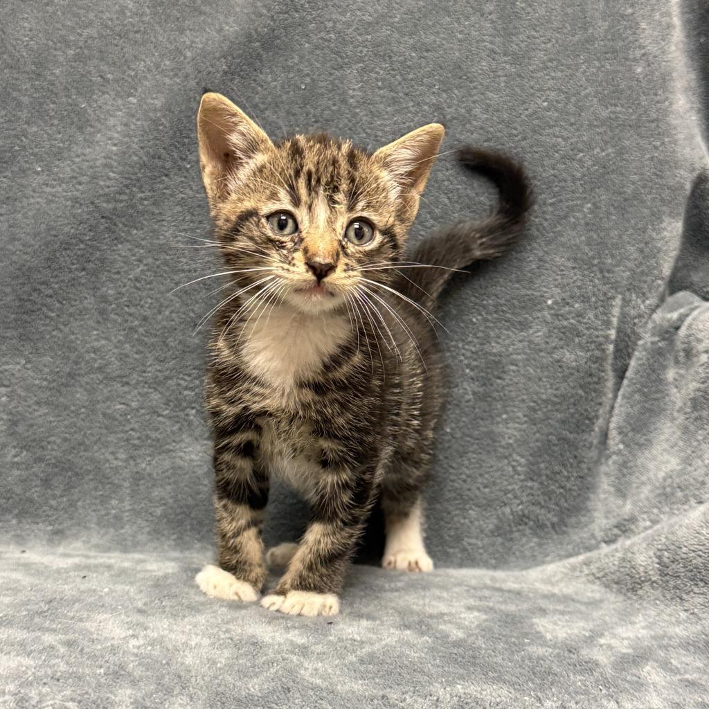 Tott, a Adoptable mixed breed in Brenham, TX image 5/6