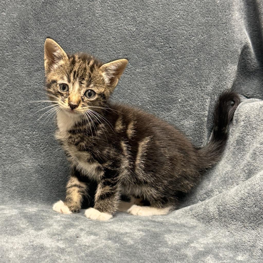 Tott, a Adoptable mixed breed in Brenham, TX image 6/6