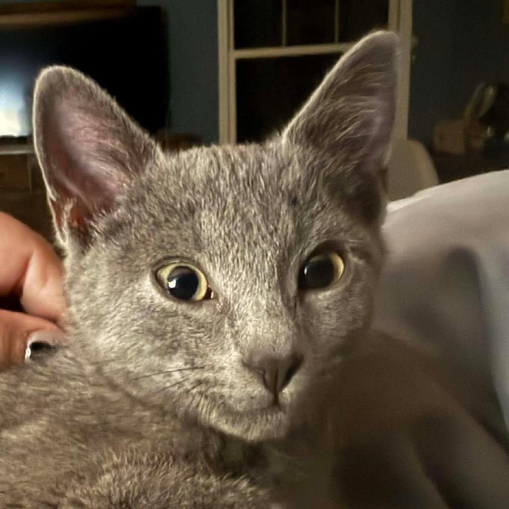 Enlarge Natasha, a Adoptable Domestic Short Hair in Brevard, NC image 1/1