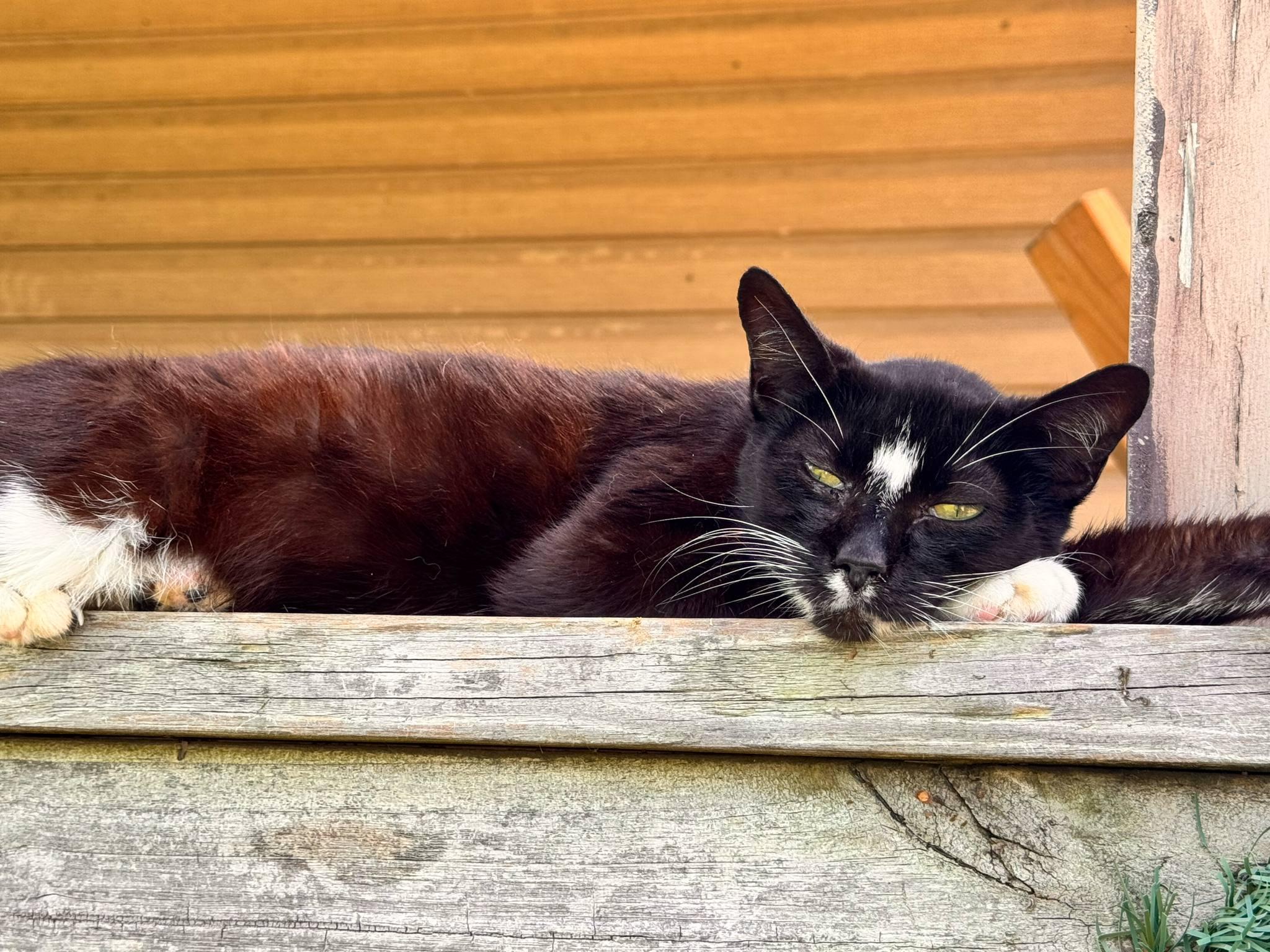 Moon, a Adoptable Domestic Short Hair in Mount Pleasant, TX image 4/4