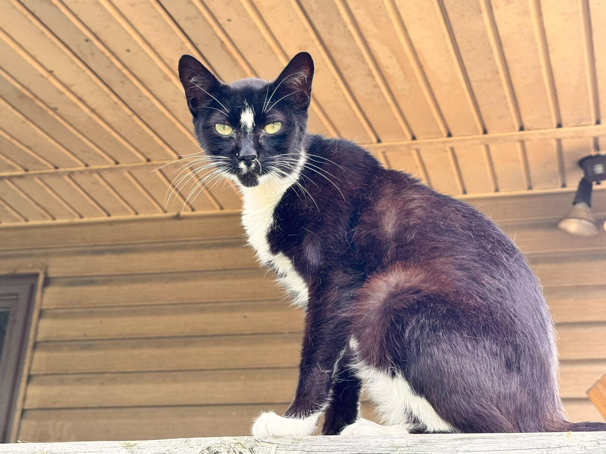 Moon, a Adoptable Domestic Short Hair in Mount Pleasant, TX image 2/4