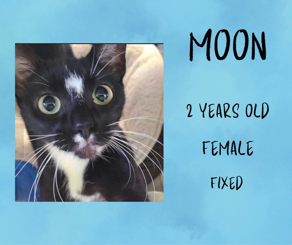 Moon, a Adoptable Domestic Short Hair in Mount Pleasant, TX image 3/4