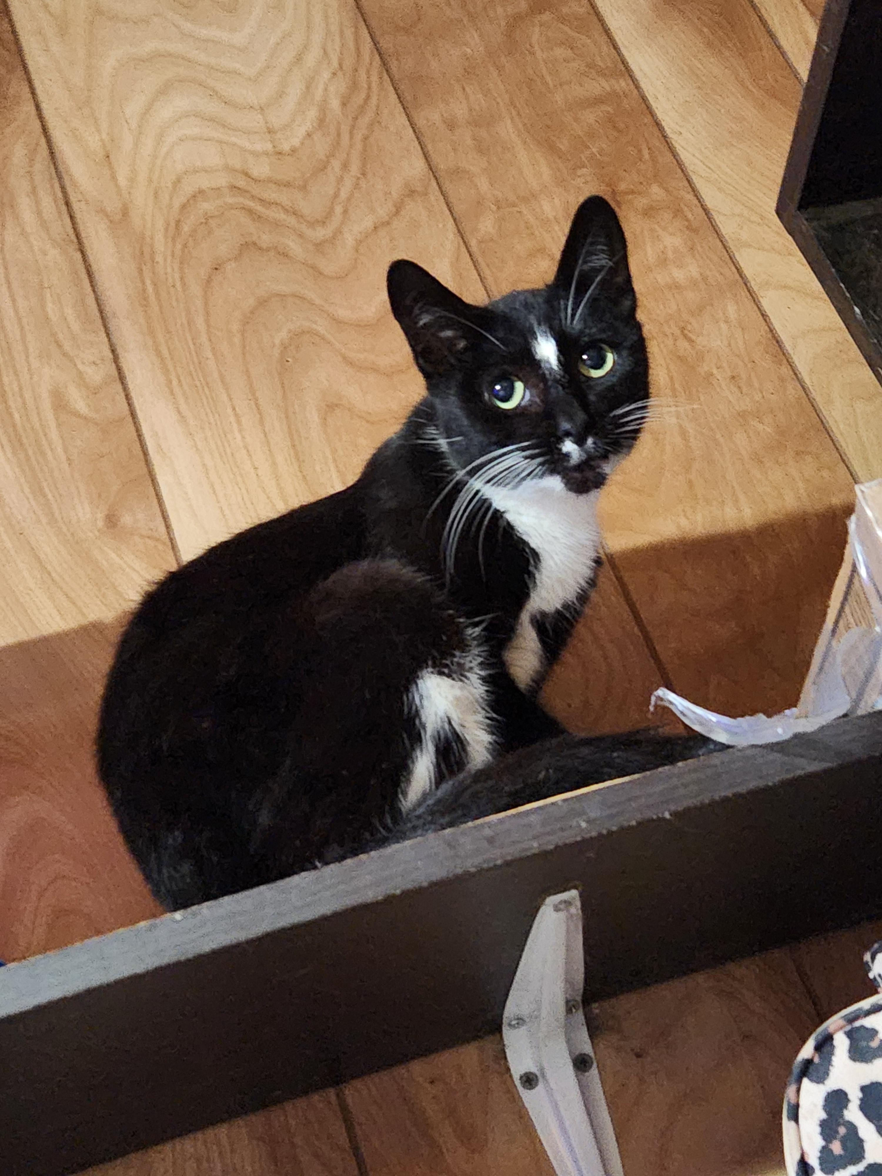 Moon, a Adoptable Domestic Short Hair in Mount Pleasant, TX image 1/4