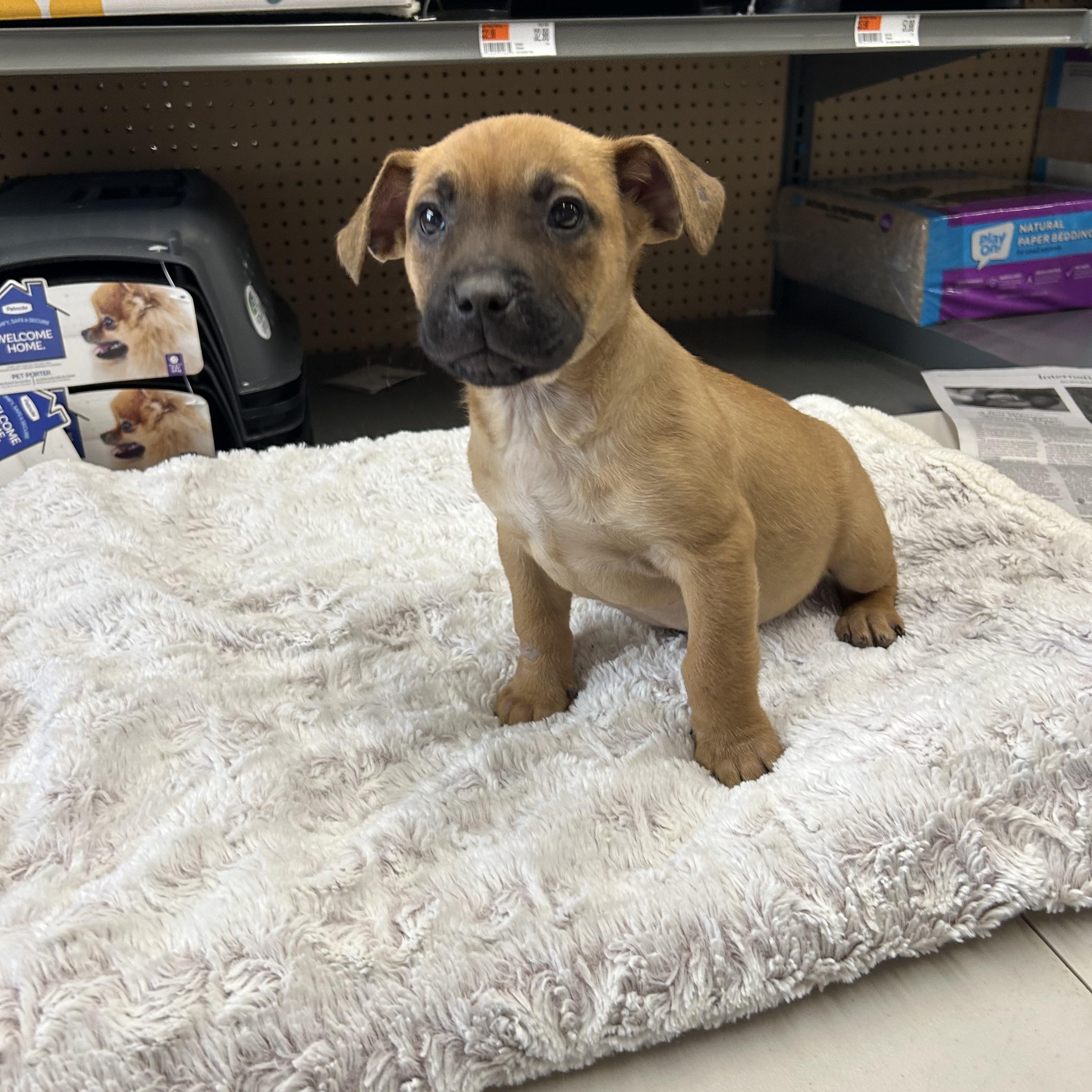 Enlarge Biscoe, a ADOPTABLE mixed breed in Paramus, NJ image 2/3