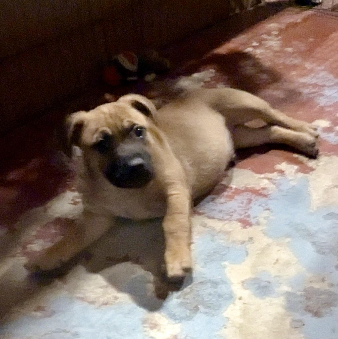 Enlarge Biscoe, an adopted mixed breed in Paramus, NJ image 6/6