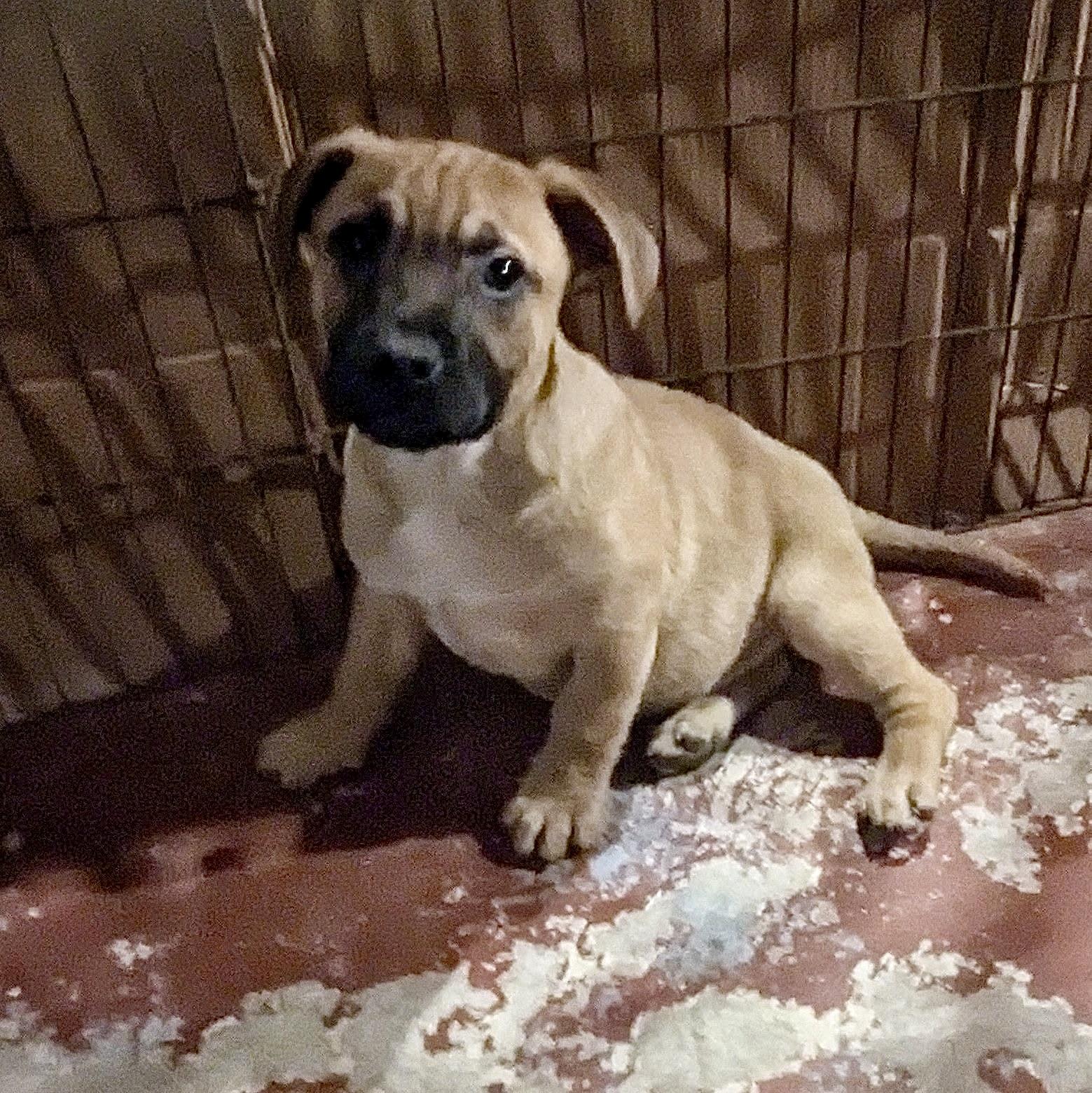 Enlarge Biscoe, an adopted mixed breed in Paramus, NJ image 1/6