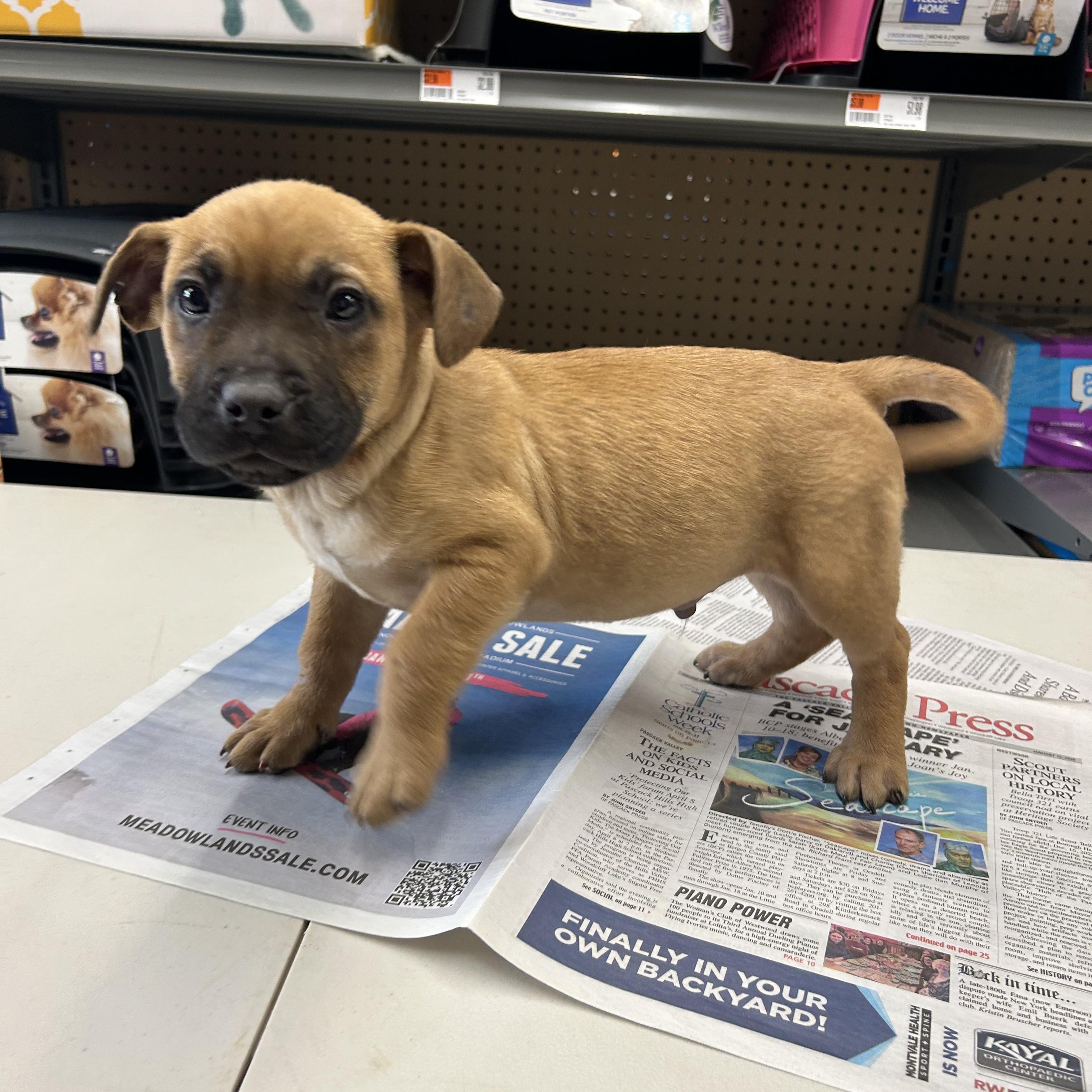 Enlarge Biscoe, a ADOPTABLE mixed breed in Paramus, NJ image 3/3