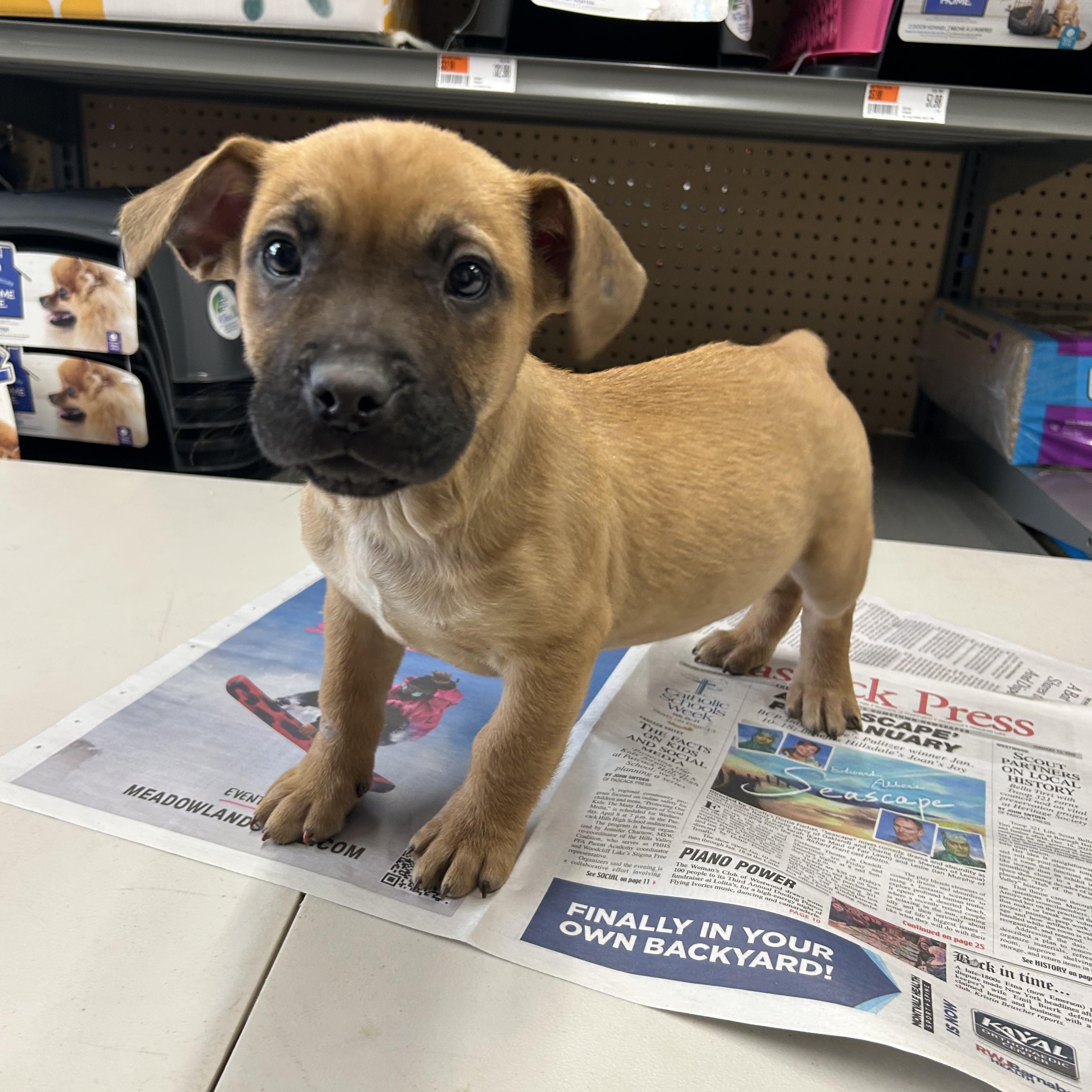 Enlarge Biscoe, a ADOPTABLE mixed breed in Paramus, NJ image 1/3