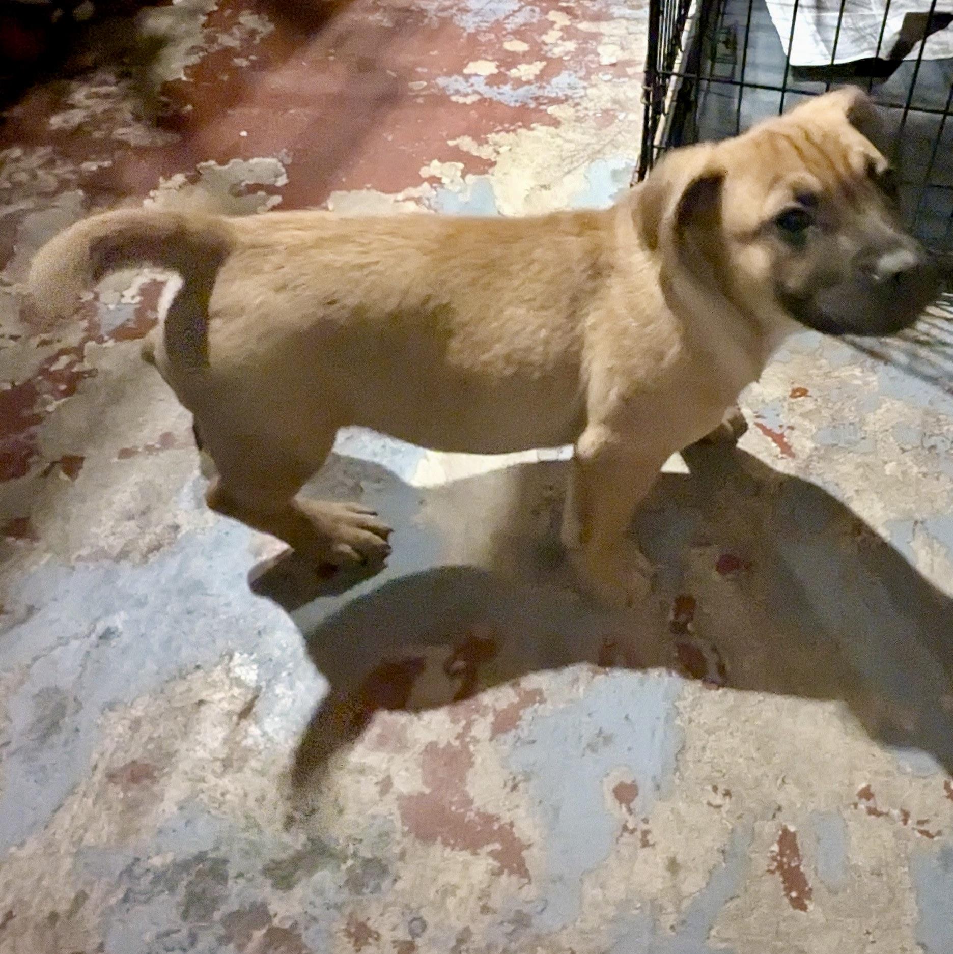 Enlarge Biscoe, an adopted mixed breed in Paramus, NJ image 5/6