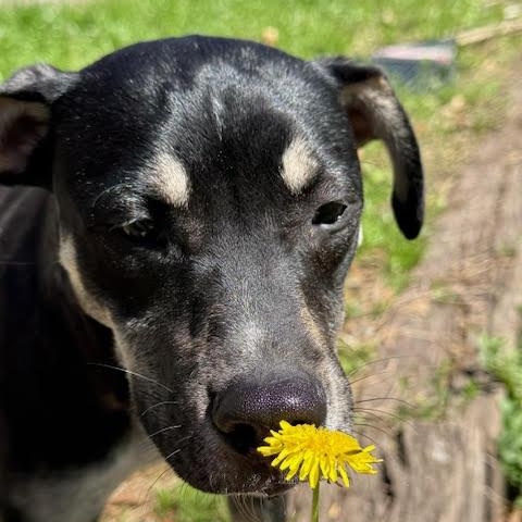 Petrie, a Adoptable mixed breed in Ayden, NC image 1/6
