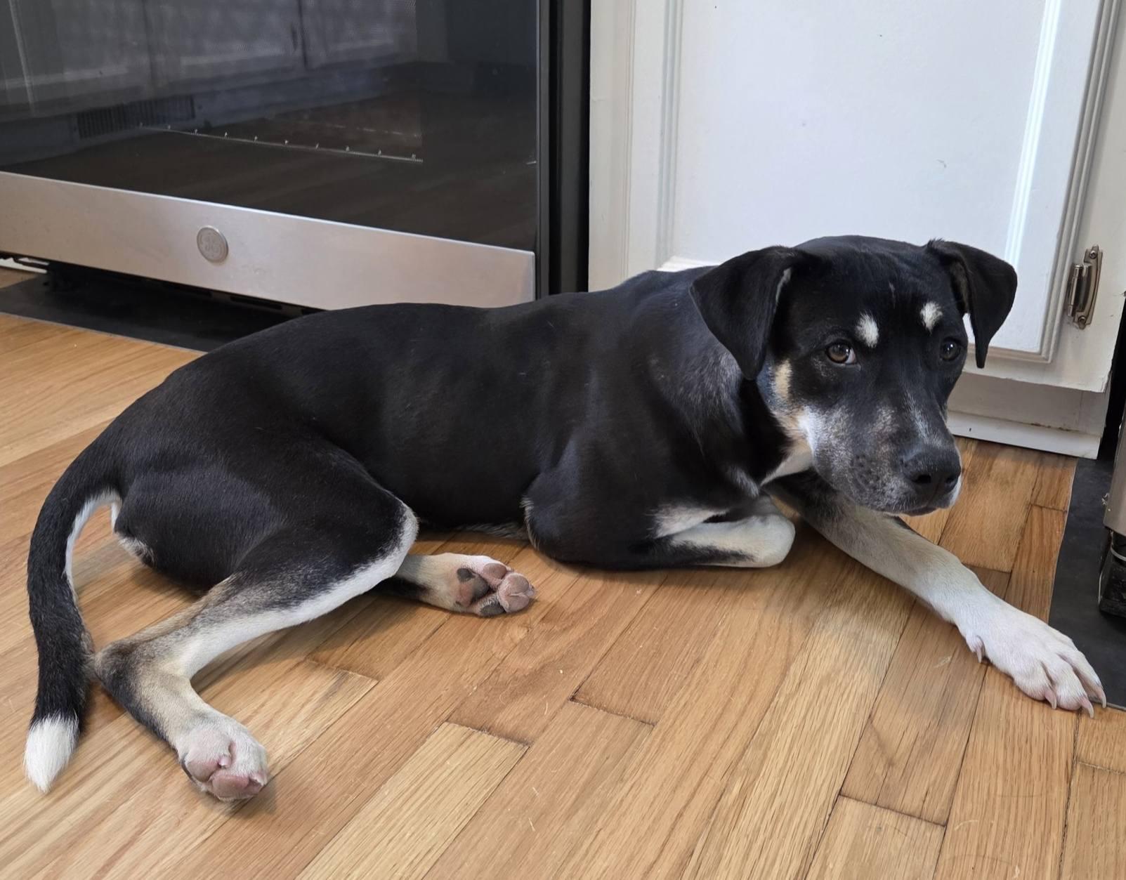 Petrie, an adoption pending mixed breed in Ayden, NC image 6/6