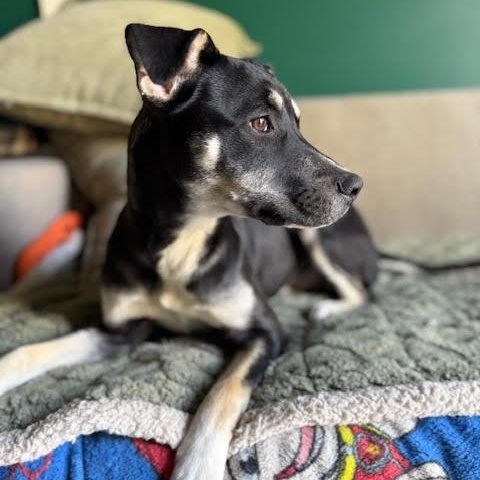 Petrie, a Adoptable mixed breed in Ayden, NC image 6/6