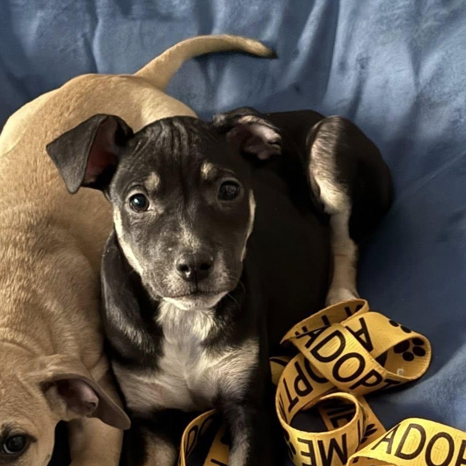 Enlarge Petrie, a Adoptable mixed breed in Ayden, NC image 3/4