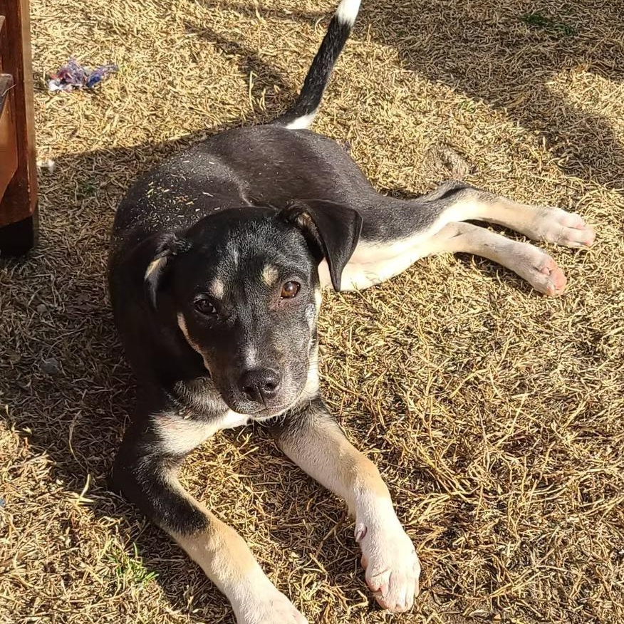 Petrie, Adoptable, Puppy Male Pit Bull Terrier.